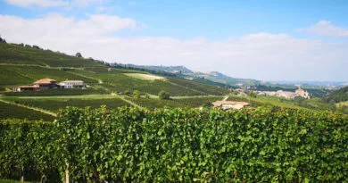 Wijngaard in Piëmonte (Italië)