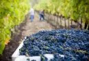 Klimaatverandering en noodzakelijke aanpassingen in de wijnbouw