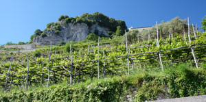 Pergola wijnbouw in Campania, langs de Amalfikust.