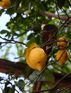 Teel van citroenen in Campania.