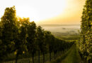 Wijngaard in Duitsland. Biologisch wijn en wijnbouw draagt meer zorg voor het milieu, ook in de wijngaard.
