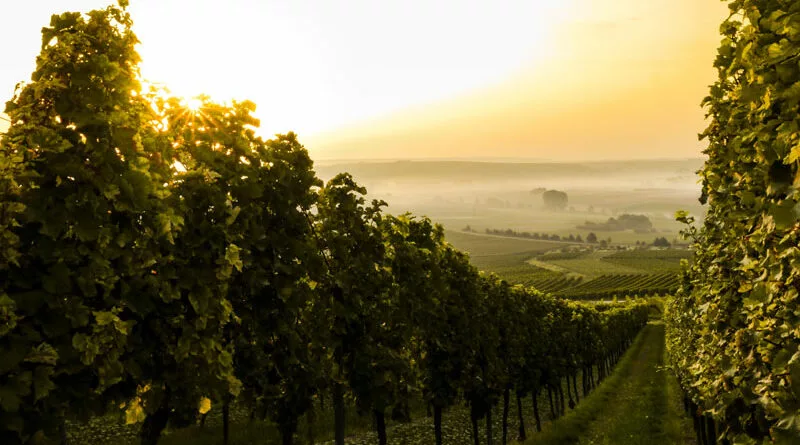 Wijngaard in Duitsland. Biologisch wijn en wijnbouw draagt meer zorg voor het milieu, ook in de wijngaard.